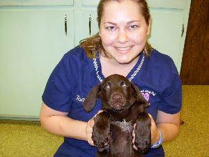 staff with puppy