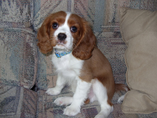 brown and white dog