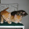 kittens on chair