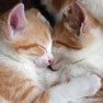 sleeping kittens