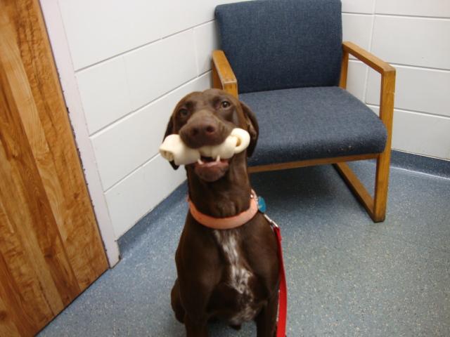 dog with bone