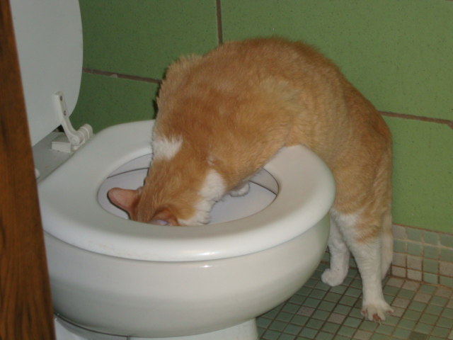 cat in toilet