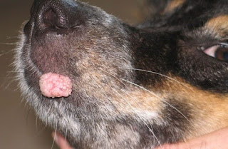 Canine papilloma