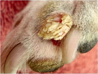 Picture of affected paw