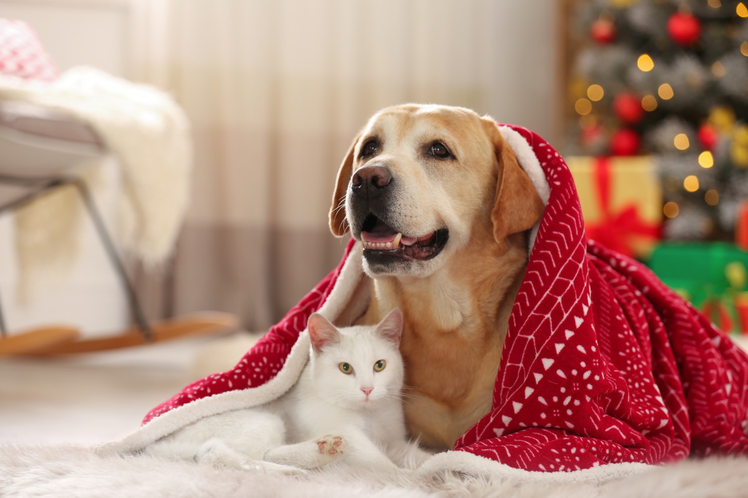 Picture of cat and dog in front of a christmas tree 